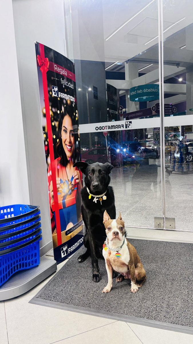 GabrielaVarP's tweet photo. Así esperan estos hermosos peludos a sus familias a la entrada de @Farmatodo
😍😍😍
#30DeDiciembre #Final2025 #anonuevo2026 https://t.co/U0t20feqH9