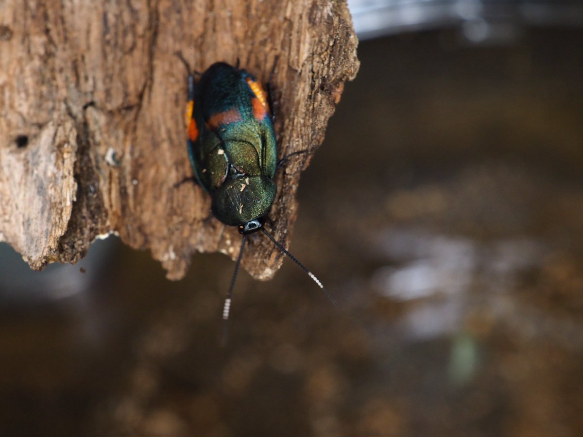 今年見られた最高のゴキブリ②

アカボシルリゴキブリ‼️
鹿児島県が誇る美麗ゴキブリ！
赤色の紋が綺麗で光の当たり方では緑色にも見えるグラデーションが最高！