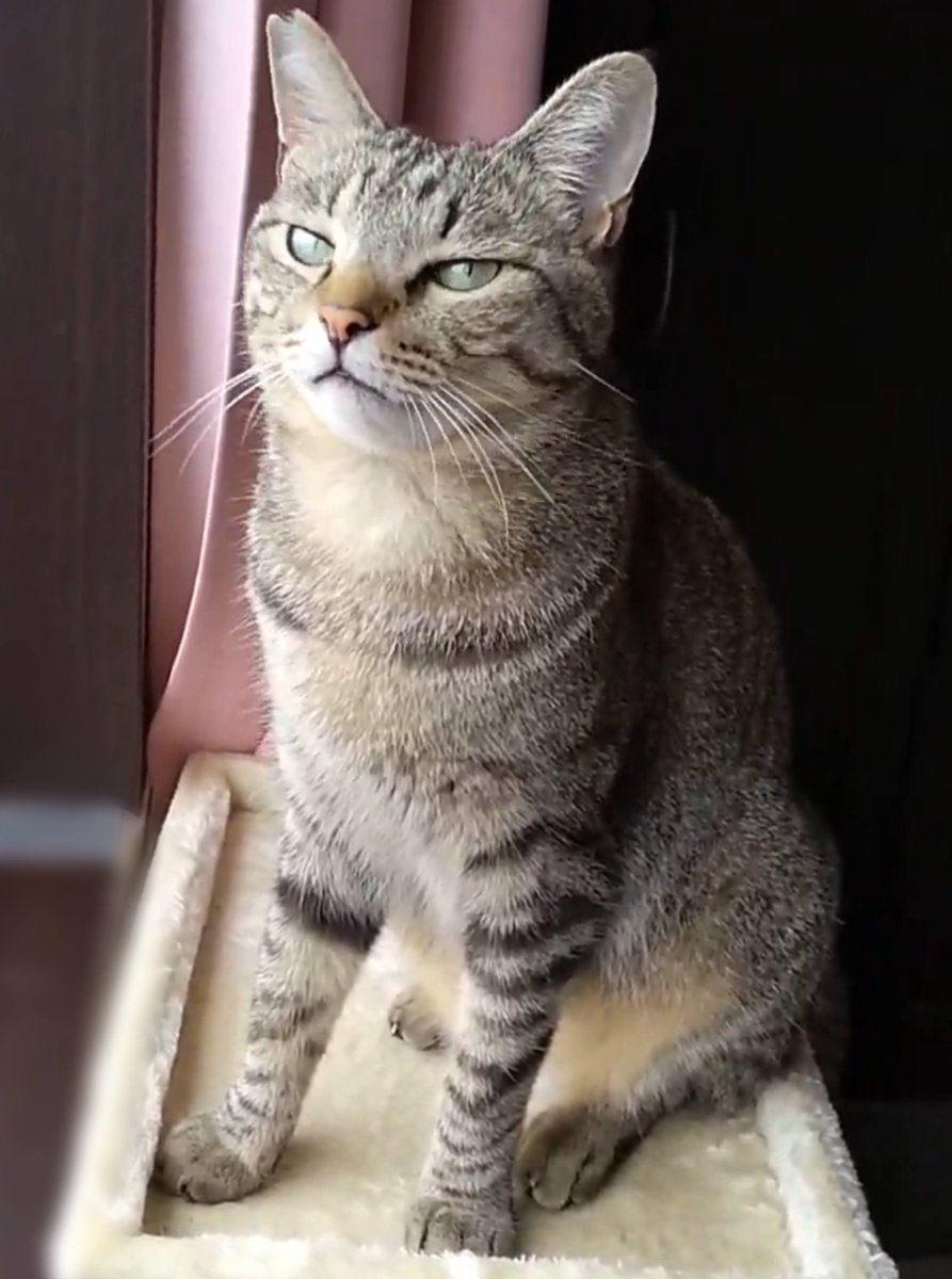 猫メロン めろん のせ猫 250707 - YouTube