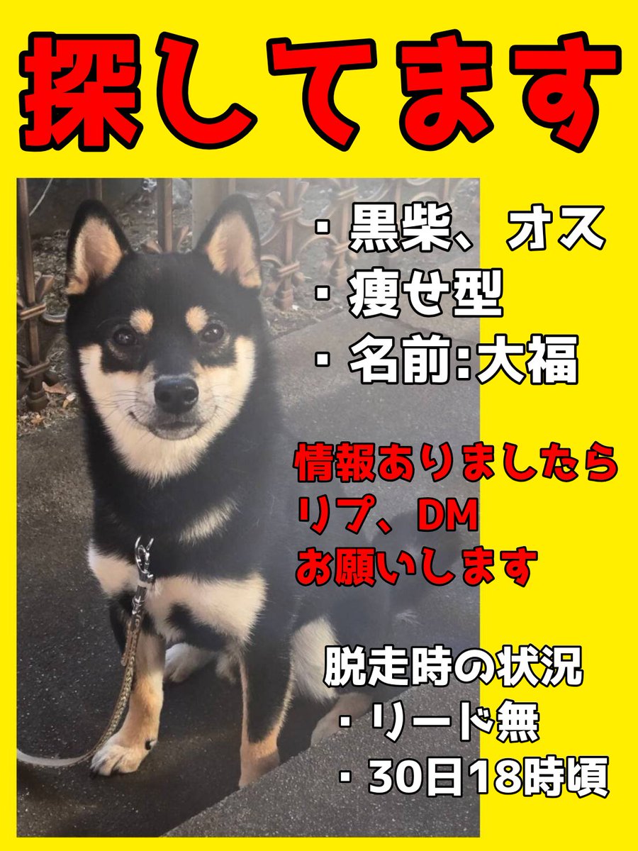 #三郷市  #迷い犬  

場所:埼玉県三郷市上口
時間:30日18時頃

おばあちゃん家の犬が昨夜から行方不明になっております。
なにか情報等ありましたらリプ、DM等いただけると助かります。

私自身も今知り探しに出る所なので反応遅れる可能性あります。

少しでも情報が欲しいので拡散お願いします。