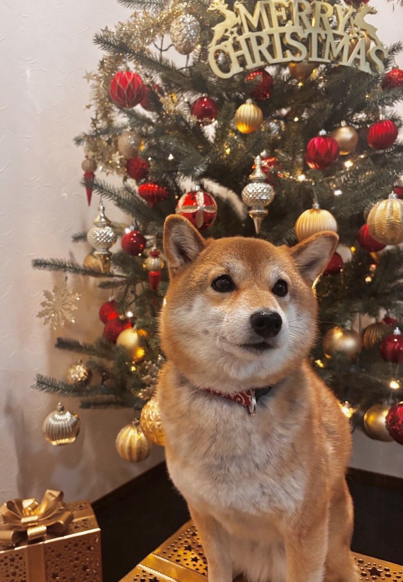 Lovedogs tweet media