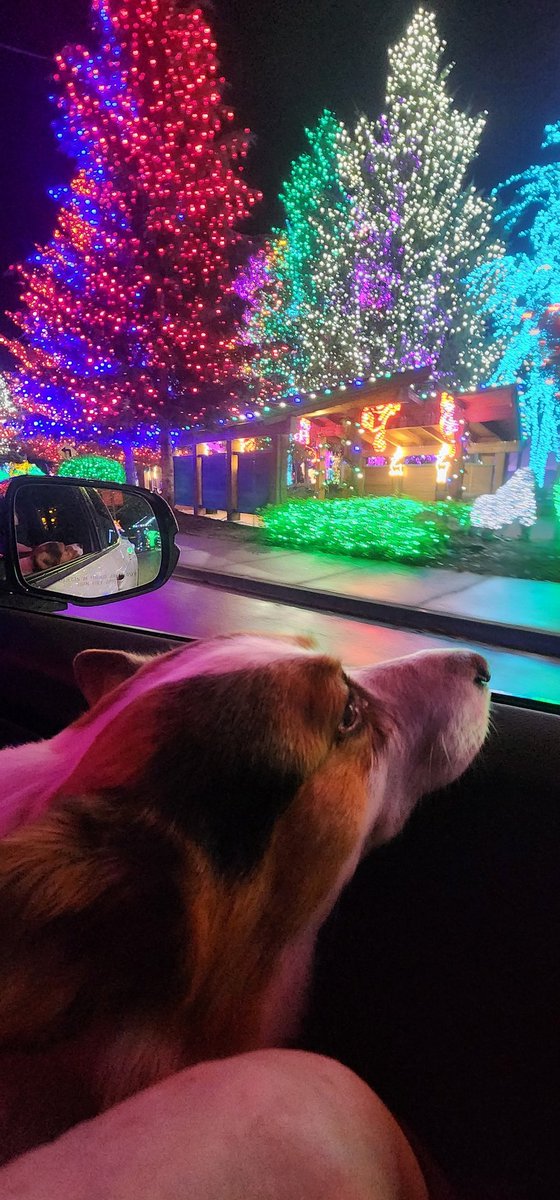 Pebbles DaCorgi & Teddy tweet media