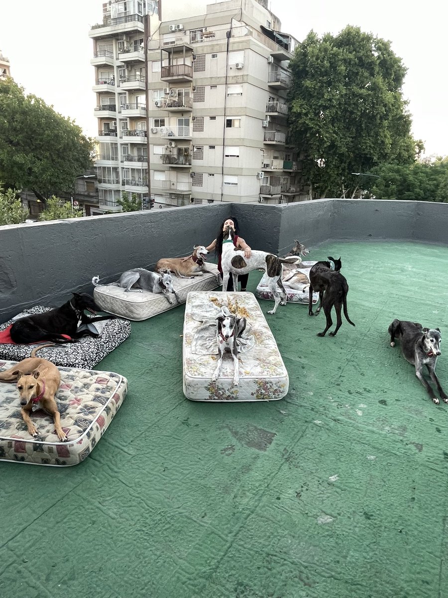 Mi madre la reina de los galguis rescatados