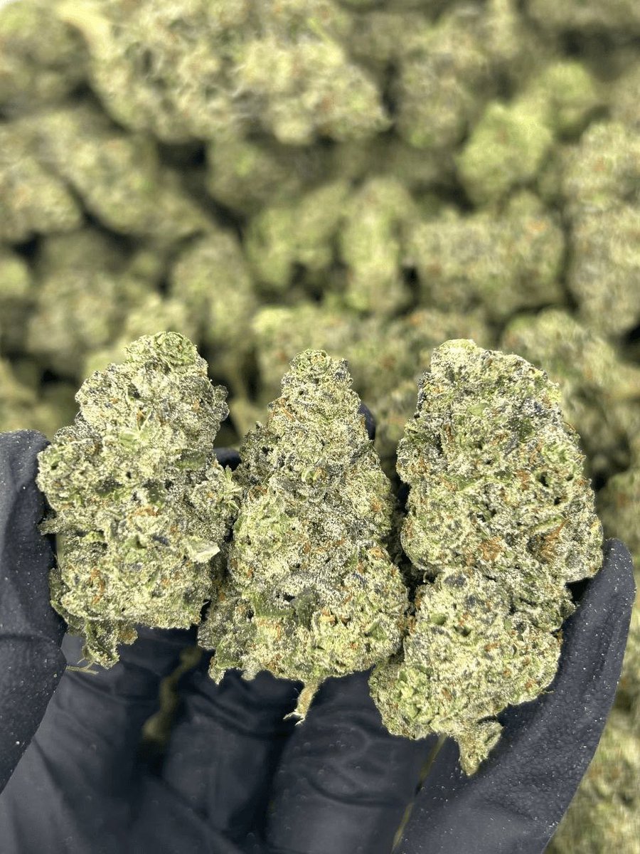 StonerPacksLA's tweet photo. Gorilla Gumbo 
•
•
#CannabisCommunity #Cannabis #weed #weedtwt #Americancannabis #CaliWeed #Americancannabis https://t.co/NYh5vfgUyl