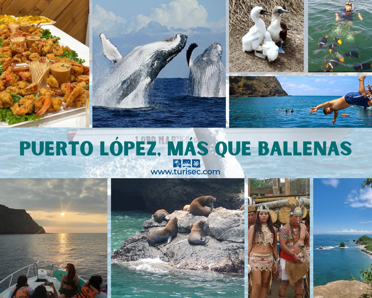 ¿Dejamos que a Puerto López lo hundan los violentos o nos unimos para reflotarlo?
En este feriado digamos alto a la violencia visitando esta joya del sur de Manabí, que tiene al menos 15 opciones maravillosas para hacer turismo.
Aquí un tema➡️ goo.su/iiNw
#PuertoLopez