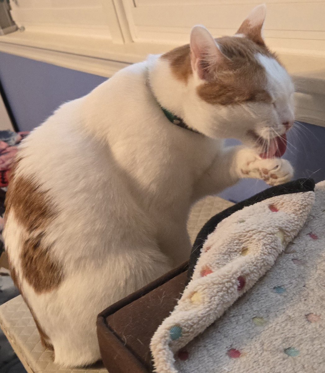 Busy Boy Floyd tweet media