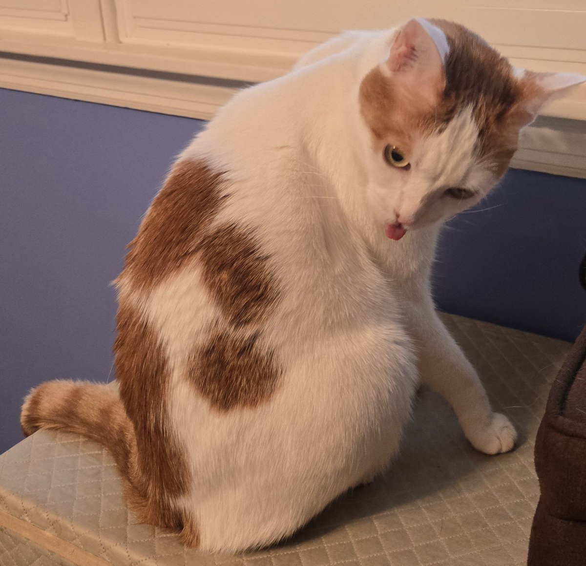 Busy Boy Floyd tweet media