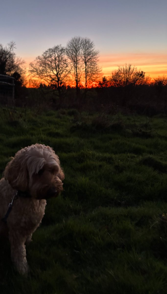 Simon Hill tweet media