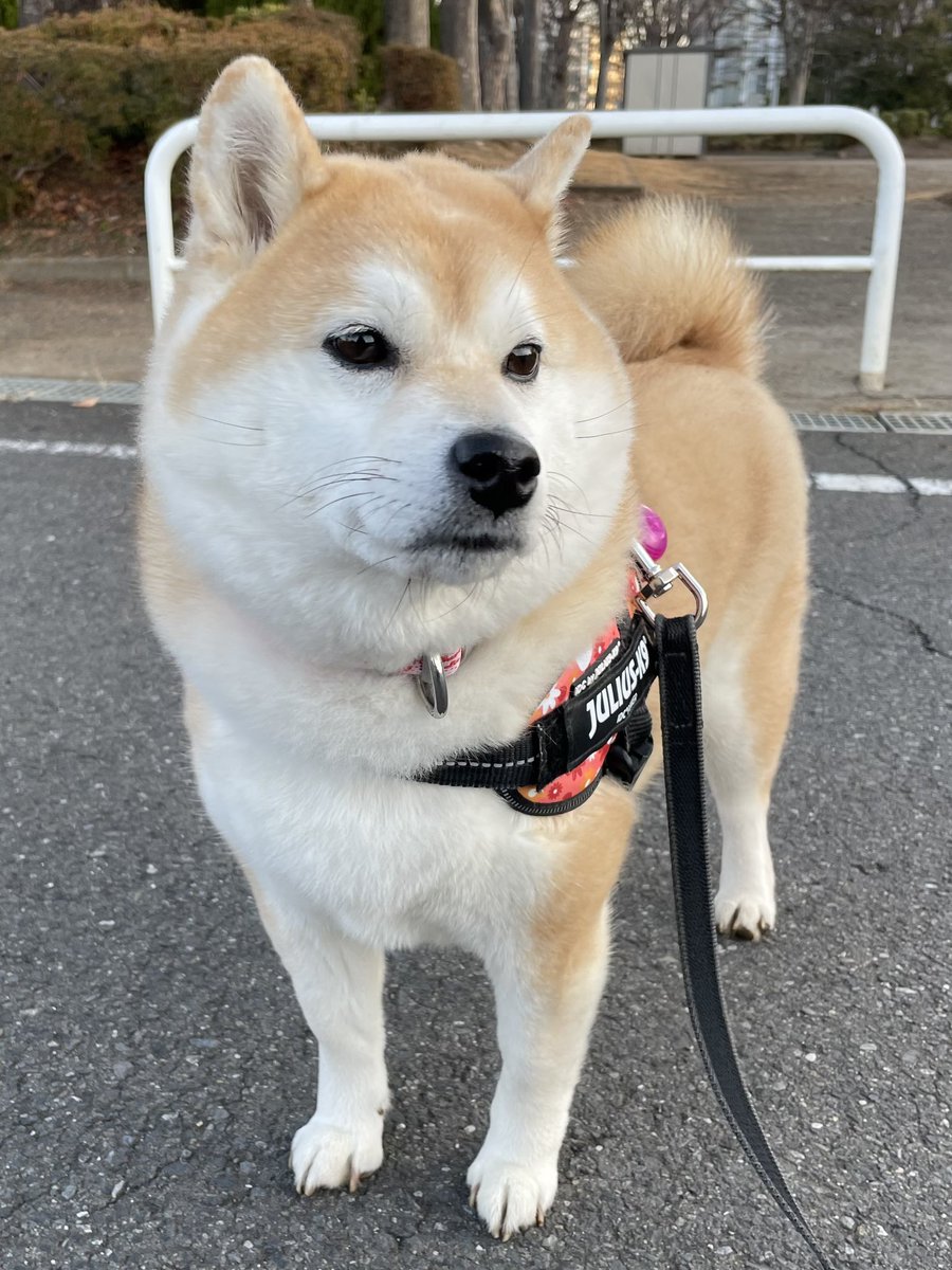 くまごろ (@kumagoro_J) / Posts / X