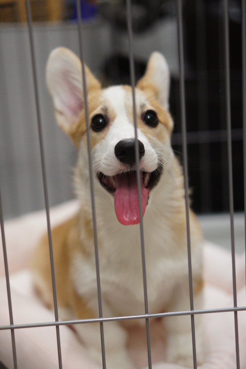 corgi_skr's tweet photo. こはるです。先週お迎えしました。よろしくね。 https://t.co/WdKEitw2VM
