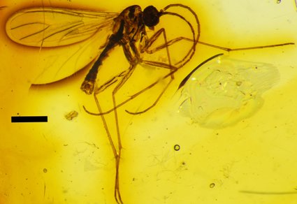 Zootaxa's tweet photo. #Paleogene #insects: Diversity and evolution
#taxonomy
https://t.co/253UJ2lB4Z https://t.co/cBCthoyhp1