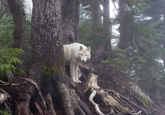 On a winter’s eve

                           the edge of the wind begins 

to feel razorlike.