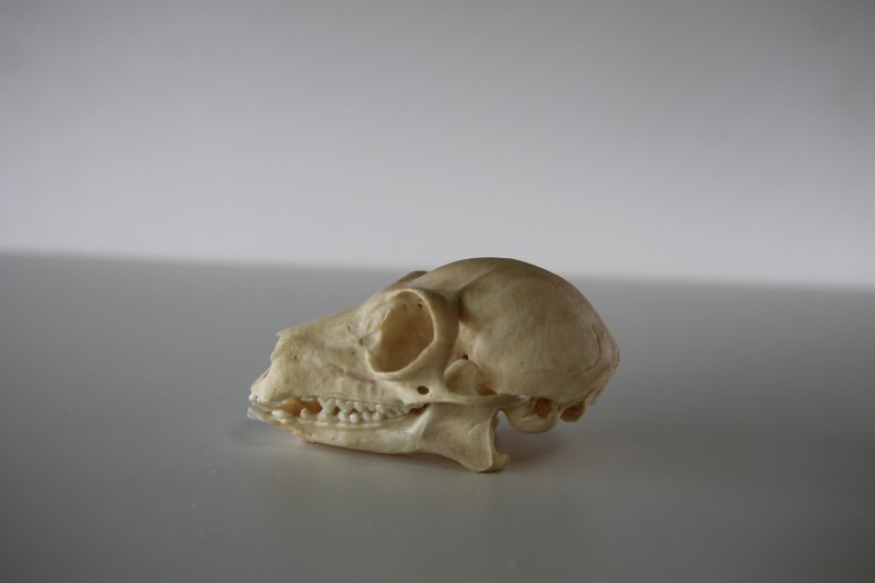 【未開封】ワオキツネザル　根付 未開封】ワオキツネザル 根付 未開封】ワオキツネザル 根付 - メルカリ