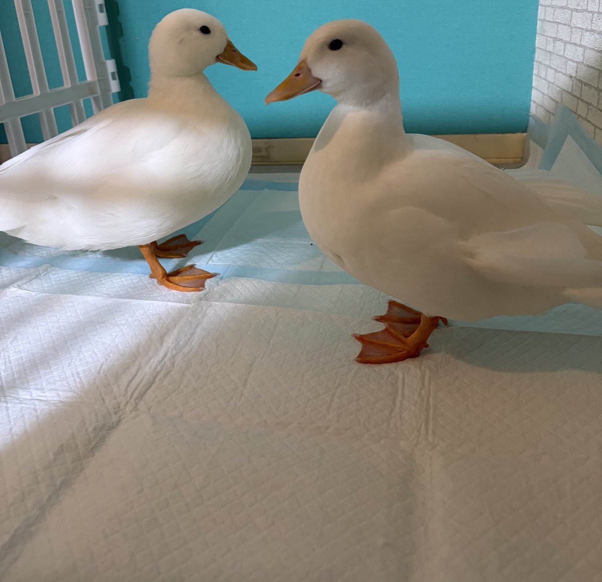 OlucaSub's tweet image. 今年一年も大変お世話になりました！！
みんな来年もよろしくね

来年からはこちらのアカウントでもたくさん活動したりポストしたりしていくからね