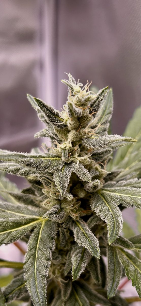 Cabin Early tweet media