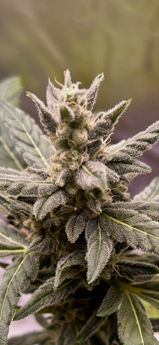 Cabin Early tweet media