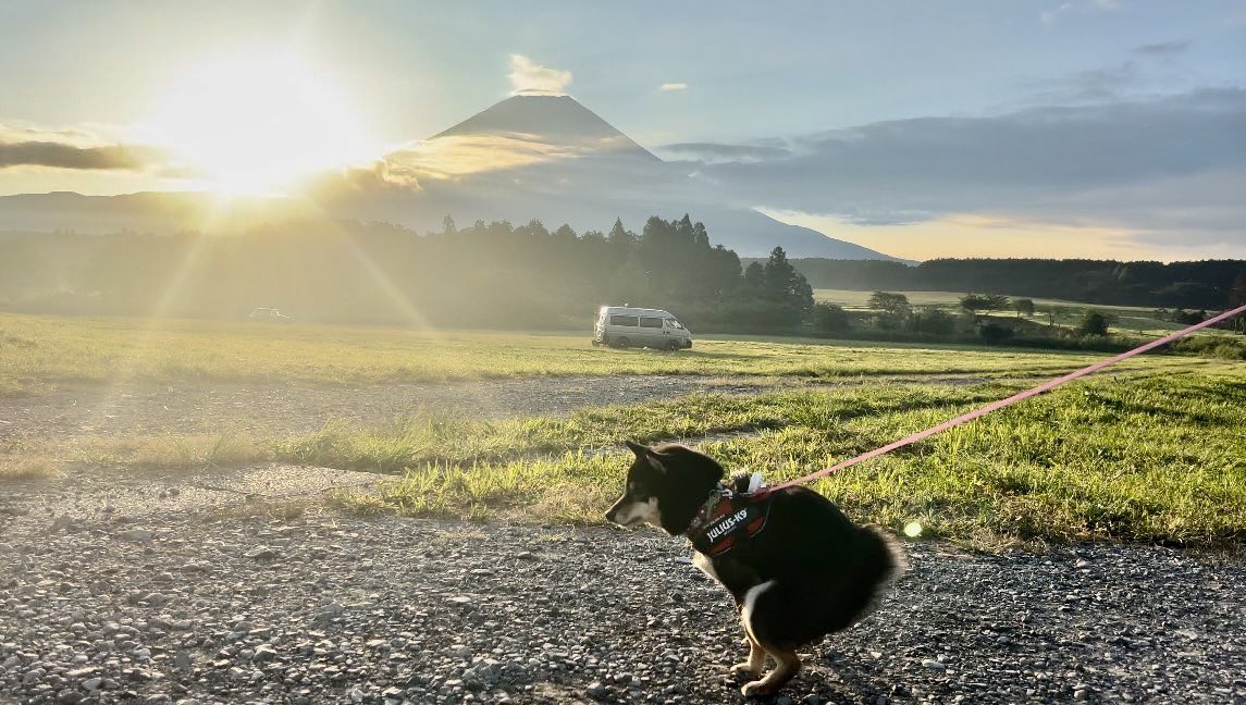2025ありがとうございました。
2026皆様にカイウンがありますように。
#柴犬