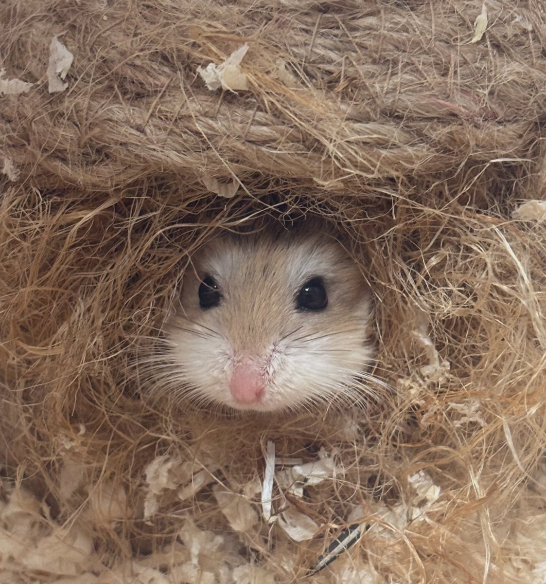 もう年の瀬ですな〜皆さん元気に年越しして下さいね✌︎('ω')✌︎ どうぞ良いお年を🌅🎍㊗️毎朝チラ見してくるロボロフスキーくんも元気でやってます〜