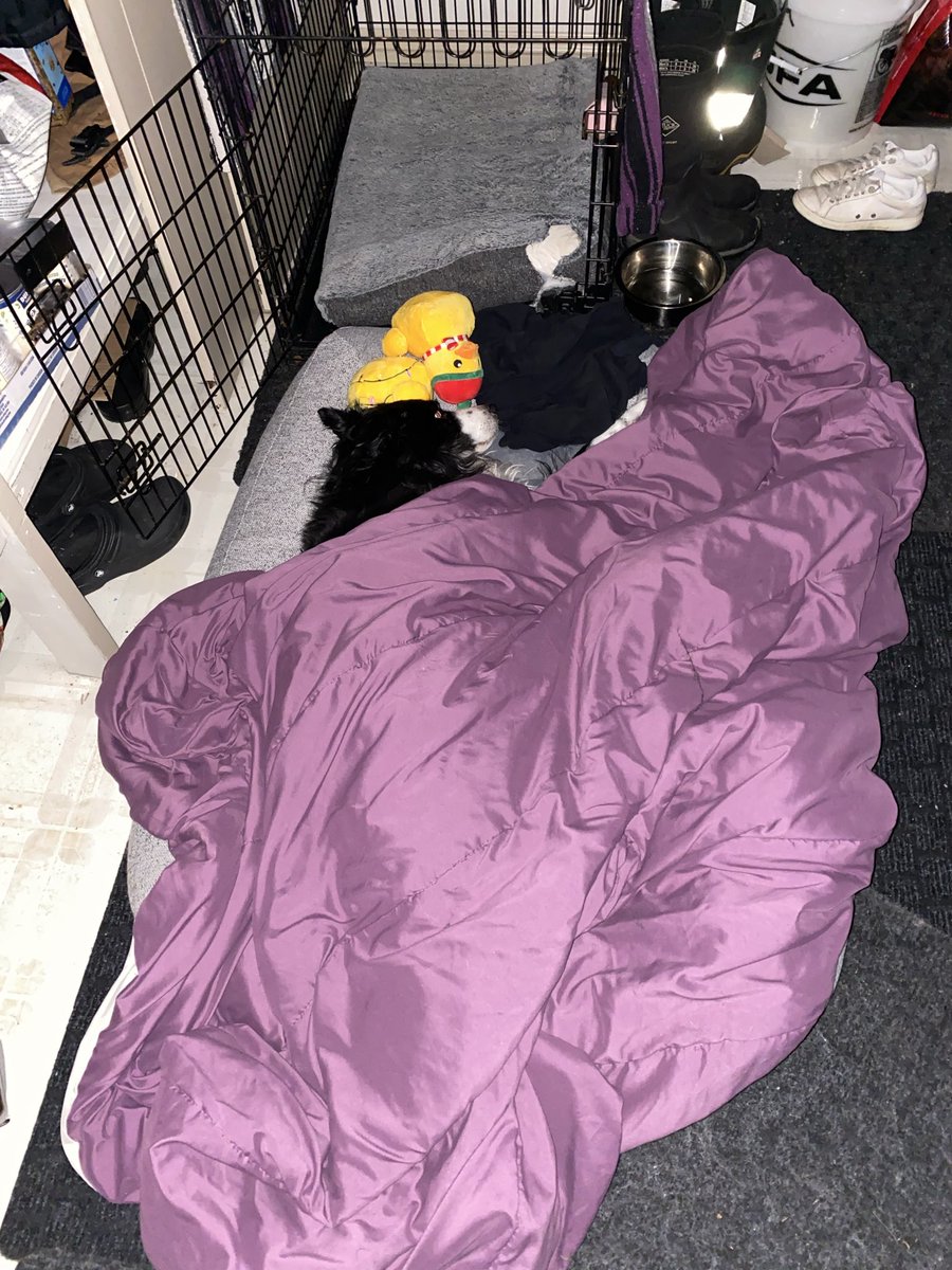 Chanwwow's tweet photo. I will never un hear his cries, While so got him to a place of being comfortable when it came to his nighttime bathroom break seeing him frustrated I knew. I couldn’t drag him through the pain. 
but now I don’t have him- and life currently sucks. https://t.co/od5ZKVhiOH