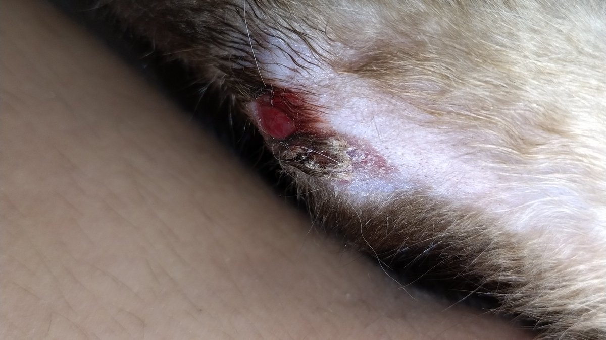 valentino 𓏲𝄢 tweet media