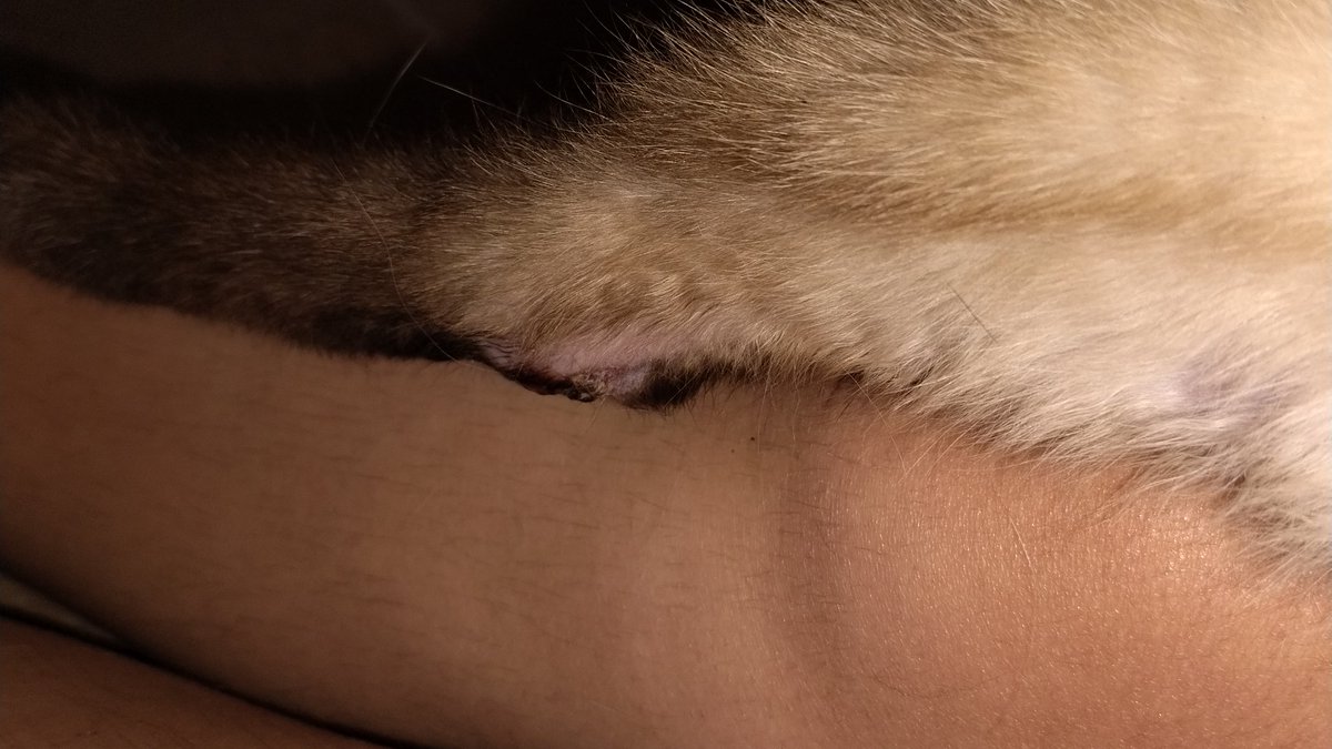 valentino 𓏲𝄢 tweet media