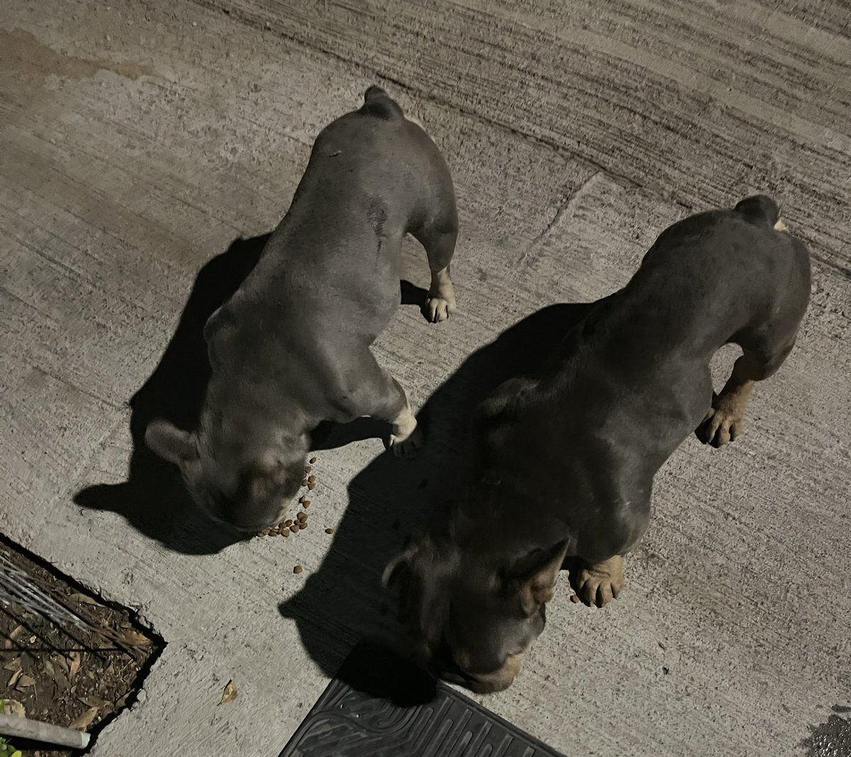 mamalechuza's tweet photo. Hice la denuncia a @Carabdechile para poder hacer algo en concreto por estos pequeños, me contestaron que no es posible cursarla porque les faltaron antecedentes, que más antecedentes necesitan aparte de fotos, videos de los perritos deteriorados y en la calle todo el día? https://t.co/rxjECA09Wb