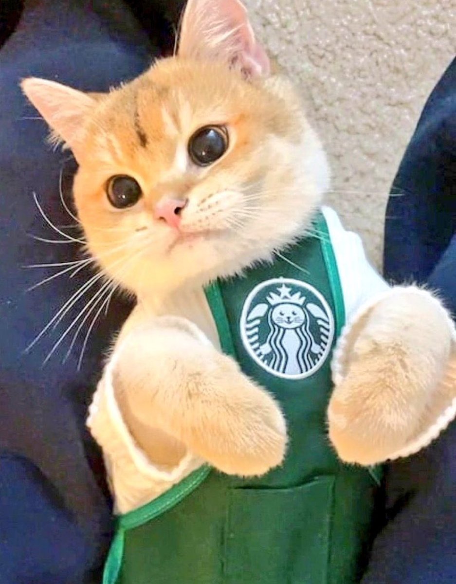 SlenderSherbet's tweet image. "Thank you for your order. I'll push it off the edge of the counter when it's ready"