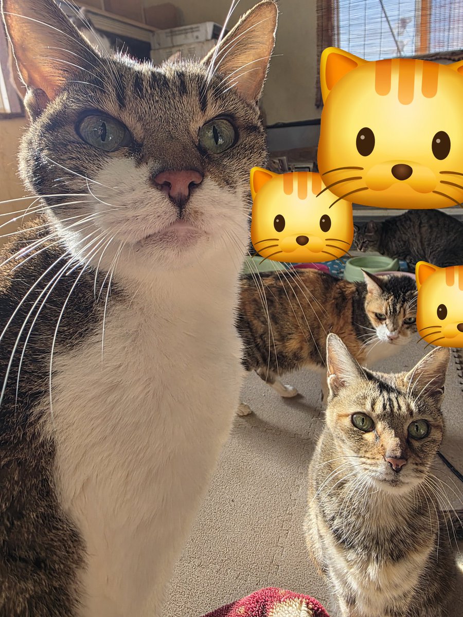 ねこ Post by まこと@B'z12/7東京ドーム on X: ねこ達と遊ぶ