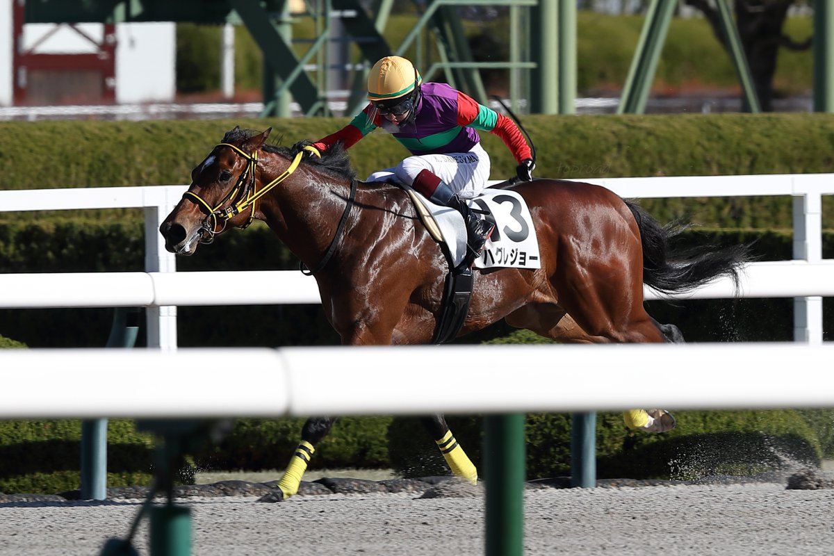 2025年12月27日（土）阪神競馬場

☆3R🥇2歳未勝利
ハグレジョーと鮫島克駿騎手

エスポワールシチー産駒🐴
デビュー6戦目での勝ち上がり🎊

馬主さんはハコダテの冠名もお持ちでした。
いつか湯の川プリンスホテル渚亭に連泊して優雅に函館開催を楽しみたいです♨️