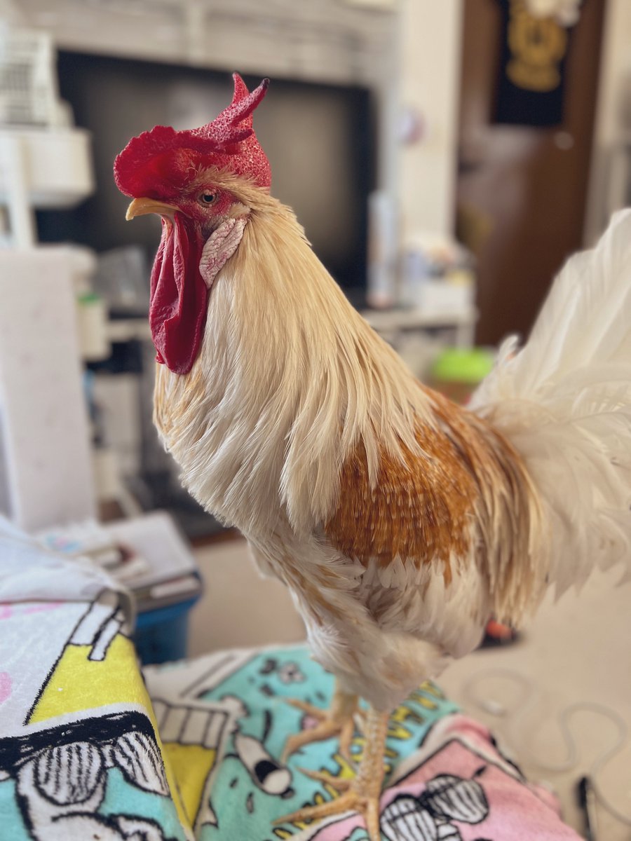 もっこり (@Mokkori_17) / Posts / X