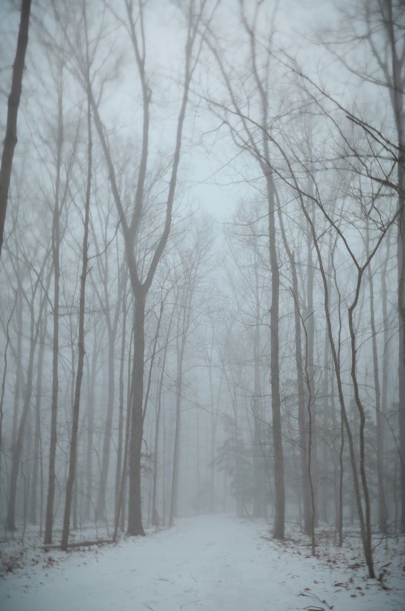 Trail Tuesday: Into misty depths, I fade.