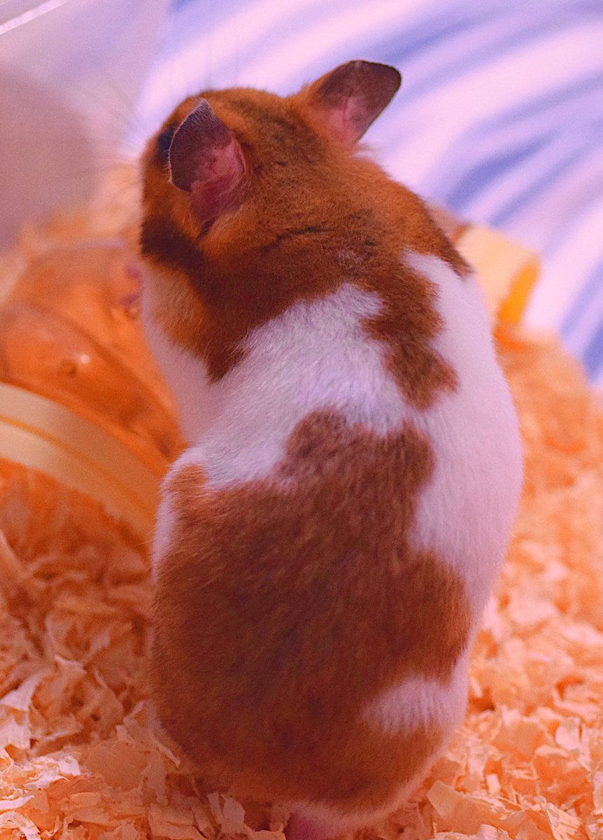 【泳ぐくまさん】　　◆端硯板（八吋／翡翠点や玳瑁斑など／唐木共箱） 泳ぐくまさん】 ◇端硯板（八吋／翡翠点や玳瑁斑など／唐木共箱