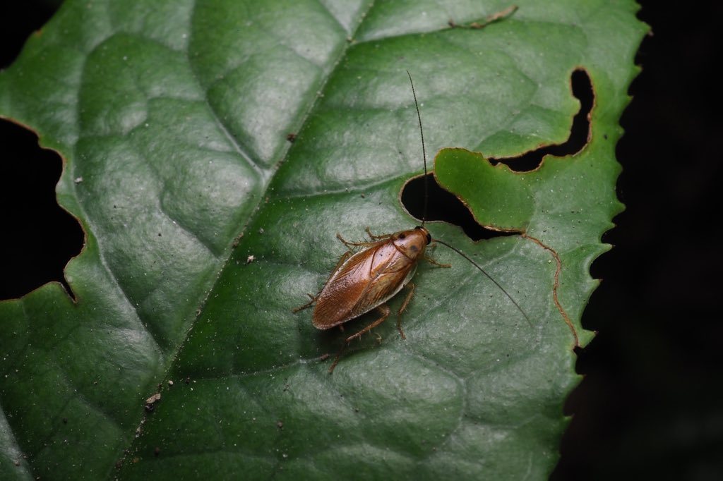 2025 今年見られた最高のゴキブリ③

フタホシモリゴキブリ‼️
一部の地域のみに生息しているご当地ゴキブリ！
我が家から歩いて1分のところに大量にいるため特別感は無くなったが良いゴキブリ
夜間には飛び回ってる個体がよく見られる…