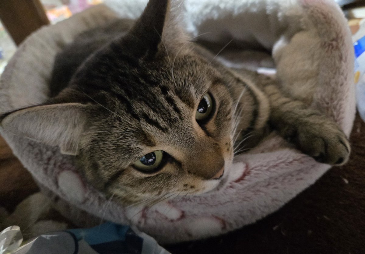 まままる🐈️ (@87maru_maruru) on X