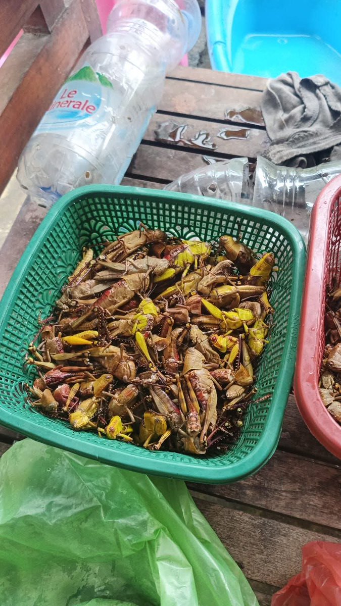 Walang bin belalang. 
Di sebagian daerah dianggap sebagai hama, dan di sebagian daerah lain dijadikan komoditi yang bernilai. 
Kalau di daerah kalian, belalang diburu untuk dimusnahkan atau diburu untuk barang dagangan?