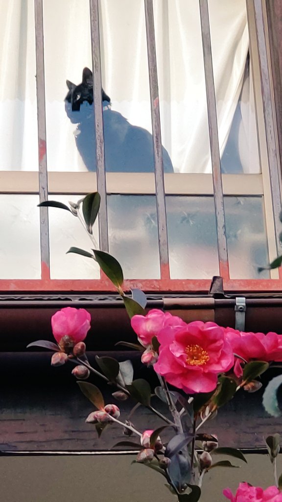 さざんか さざんか さいたみち〜🎶 山茶花と黒猫。 2025年。 たくさん