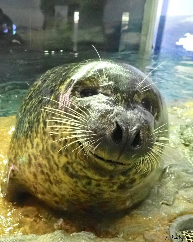 しものせき水族館「海響館」公式 (@shimonoseki_aq) / Posts / X