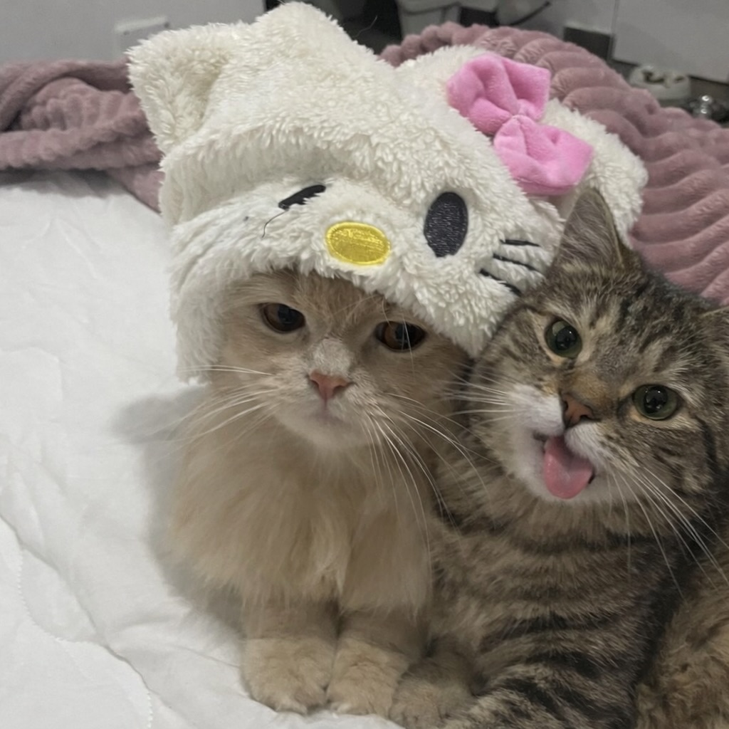 ThePetsX's tweet photo. https://t.co/z0Yl5AEqjZ