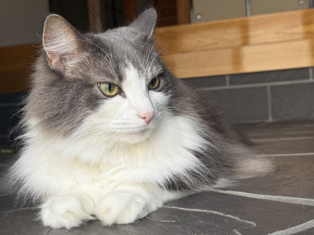 尻の毛を剃られて誰のことも信じられなくなってしまった年末の猫です