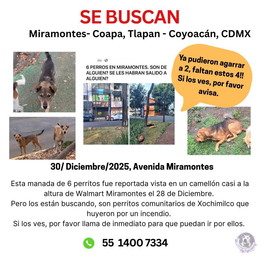 MascotaCoyoacan's tweet image. Pudieron agarrar a 2 de los perros de Miramontes pero las 4 del cartel se escaparon y las buscan.

Último avistamiento 30/12/25 5 PM en el camellón de Miramontes, frente a Zapamundi, Coyoacán.

Si las ven llamen al 55 1400 7334.

¡HAY QUE  ENCONTRARLAS ANTES DE LA PIROTECNIA!