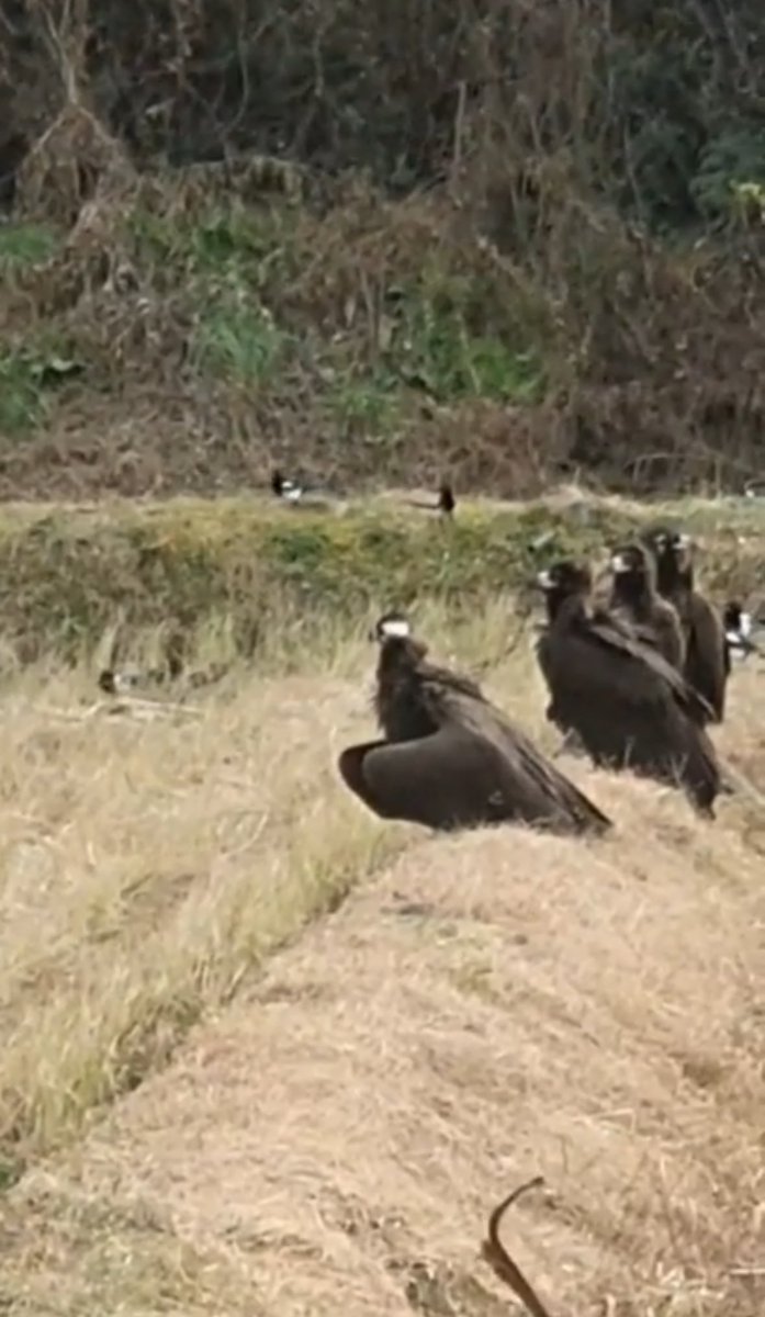 님들아 독수리는 진짜로 큰거 아세요?
나 시골사는데 재작년에 안경안쓰고 차타고 가다가 (내가운전x)
밭에 까만패딩 입은 어르신 여러명이 쭈그리고 앉아서 뭘 열심히 하고계셔서
이 겨울에 밭에서 뭘 하시는거지 하고 카메라로 확대해서 봣거든? 
근데 그 어르신들이 한분 두분 ㅈㄴ 큰 날개가