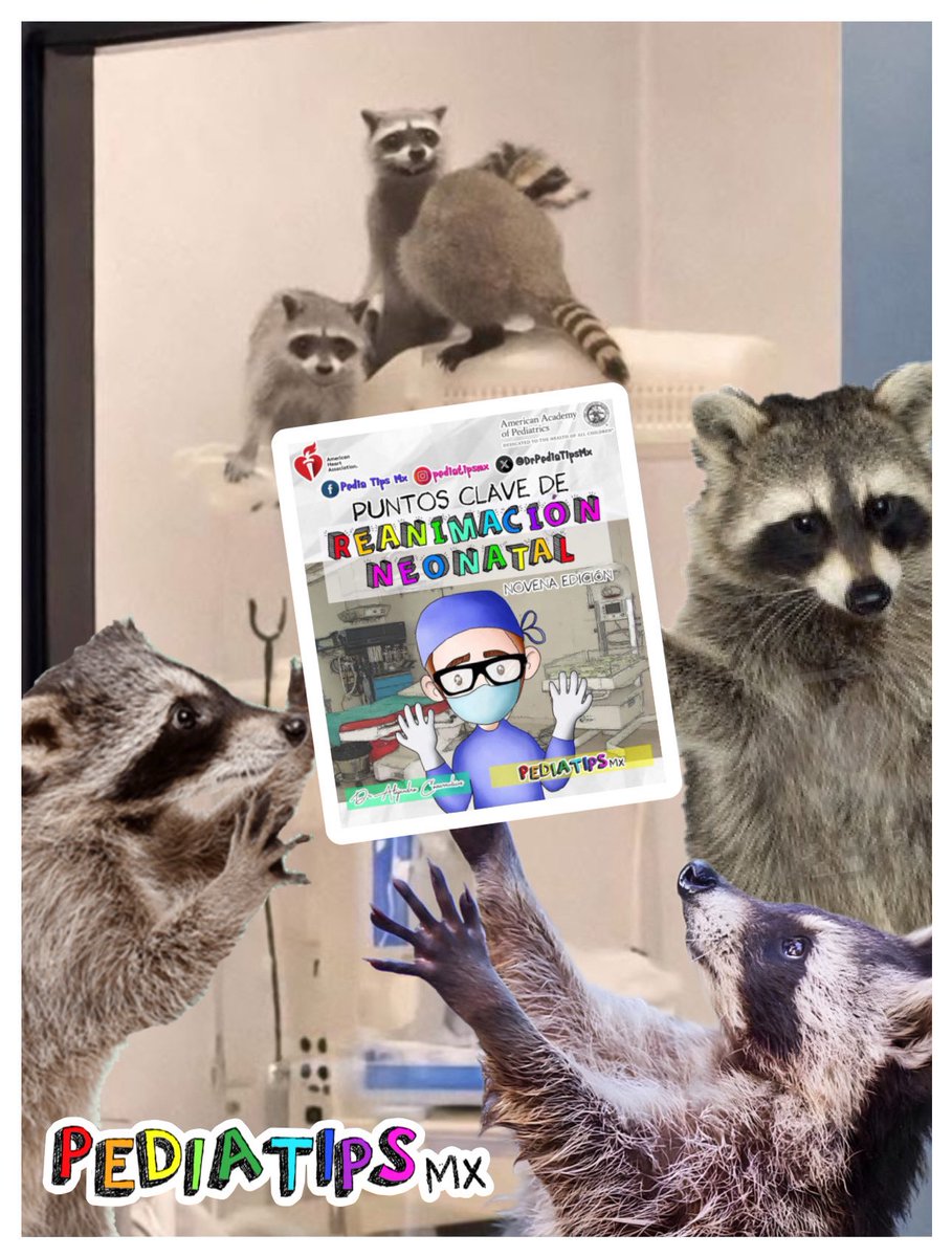 Ellos también se actualizan en Reanimación Neonatal… 🦝🦝🦝
Sé como los mapaches neonatólogos.