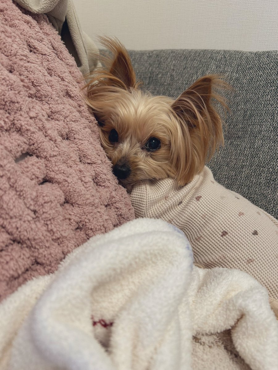 ぼく12歳になったよ🐶🎂✨