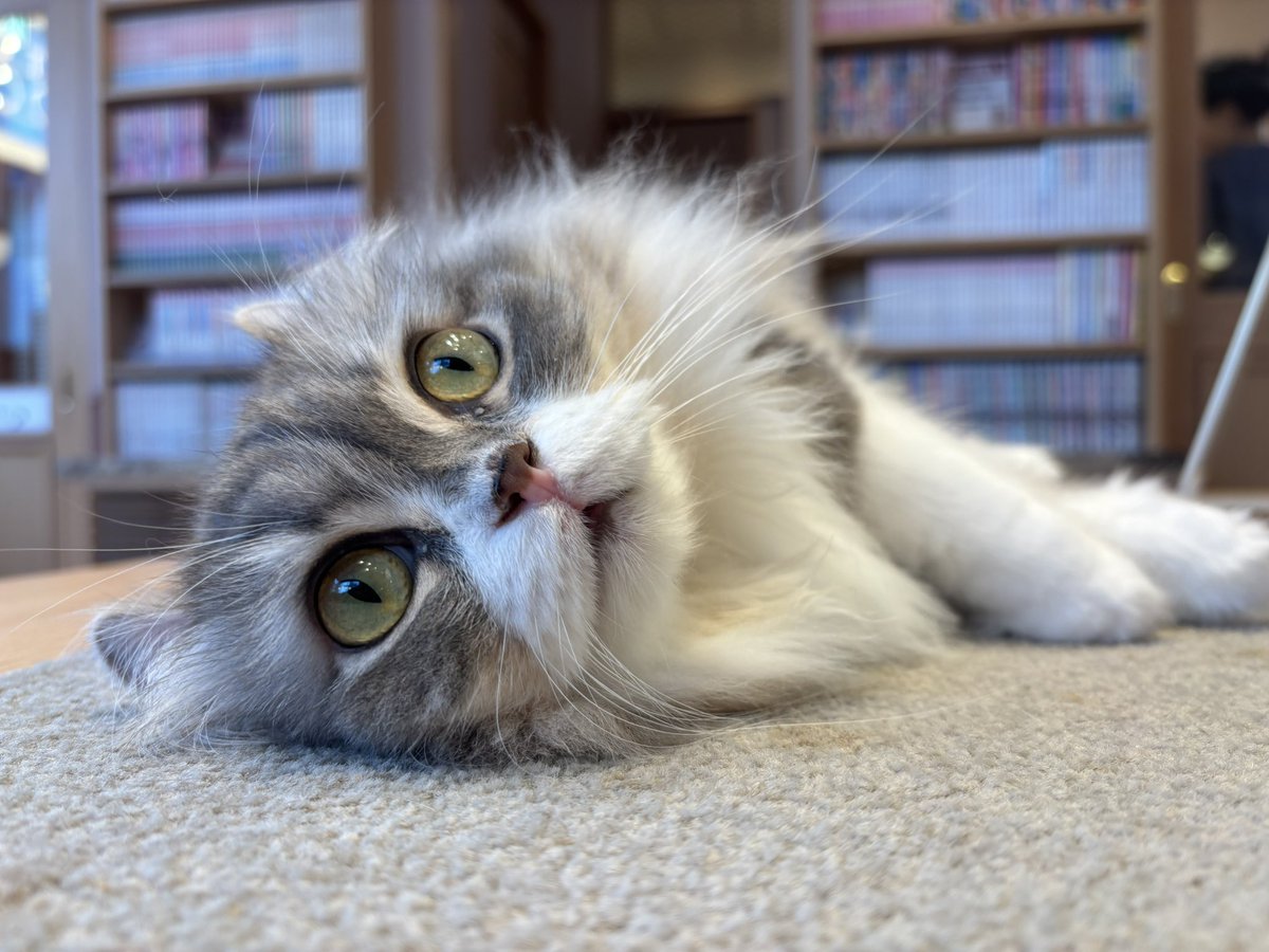 もふもふをもふりにきた( ΦωΦ )