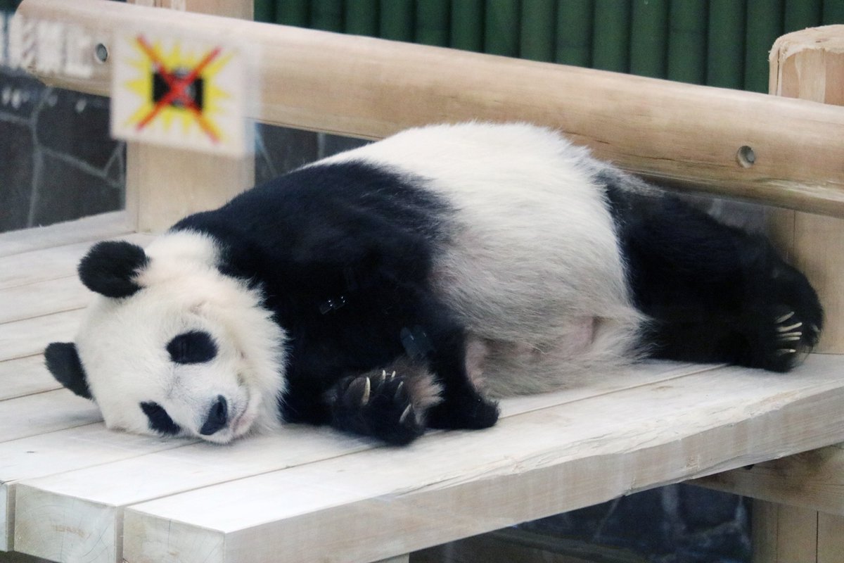 パンダライター 二木繁美｜『水曜日のお嬢様』発売中 (@Pandaexn