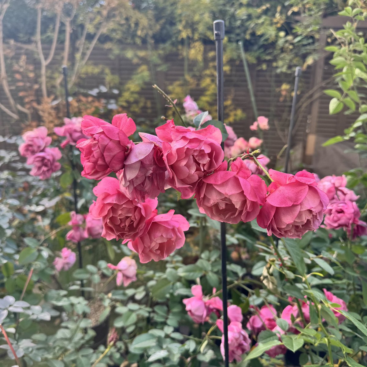 大晦日ですが、まだ普通に咲いたままのあおい。 さてどうしよう