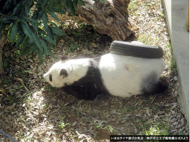 続・水曜日のお嬢様 258】 タイヤがお尻にはまっている瞬間を、吉田