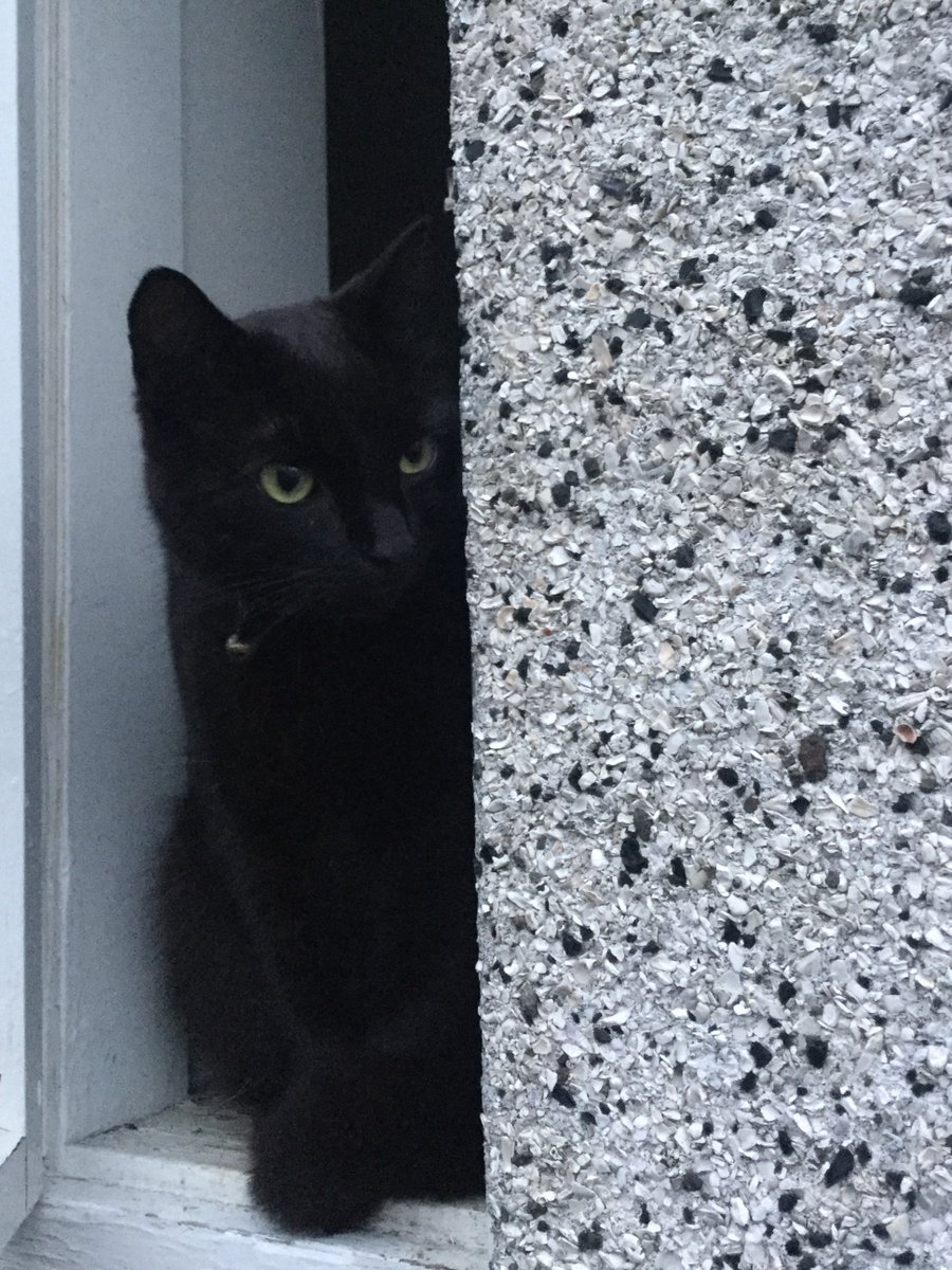 Sjón 🇺🇦🏳️⚧️🏳️🌈 tweet media