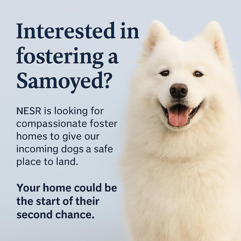 New England Samoyed Rescue (@NESamoyedRescue) / Posts / X