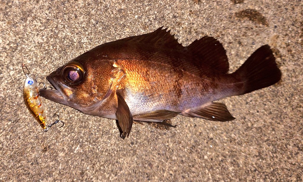 SyachikuNoTSURI's tweet photo. 釣り納めは㉛日で🎣
君は本当に可愛いね🥺🥺

 #釣り
 #メバル
 #BlueBlue
 #ゼッパー https://t.co/asnKVev3XY